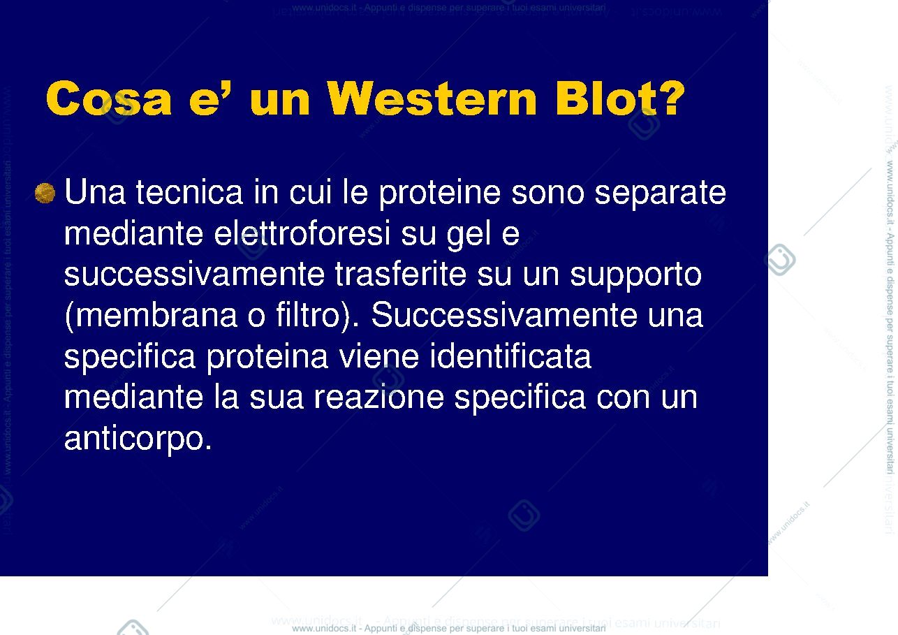 Anteprima pagina 3 — western blotting