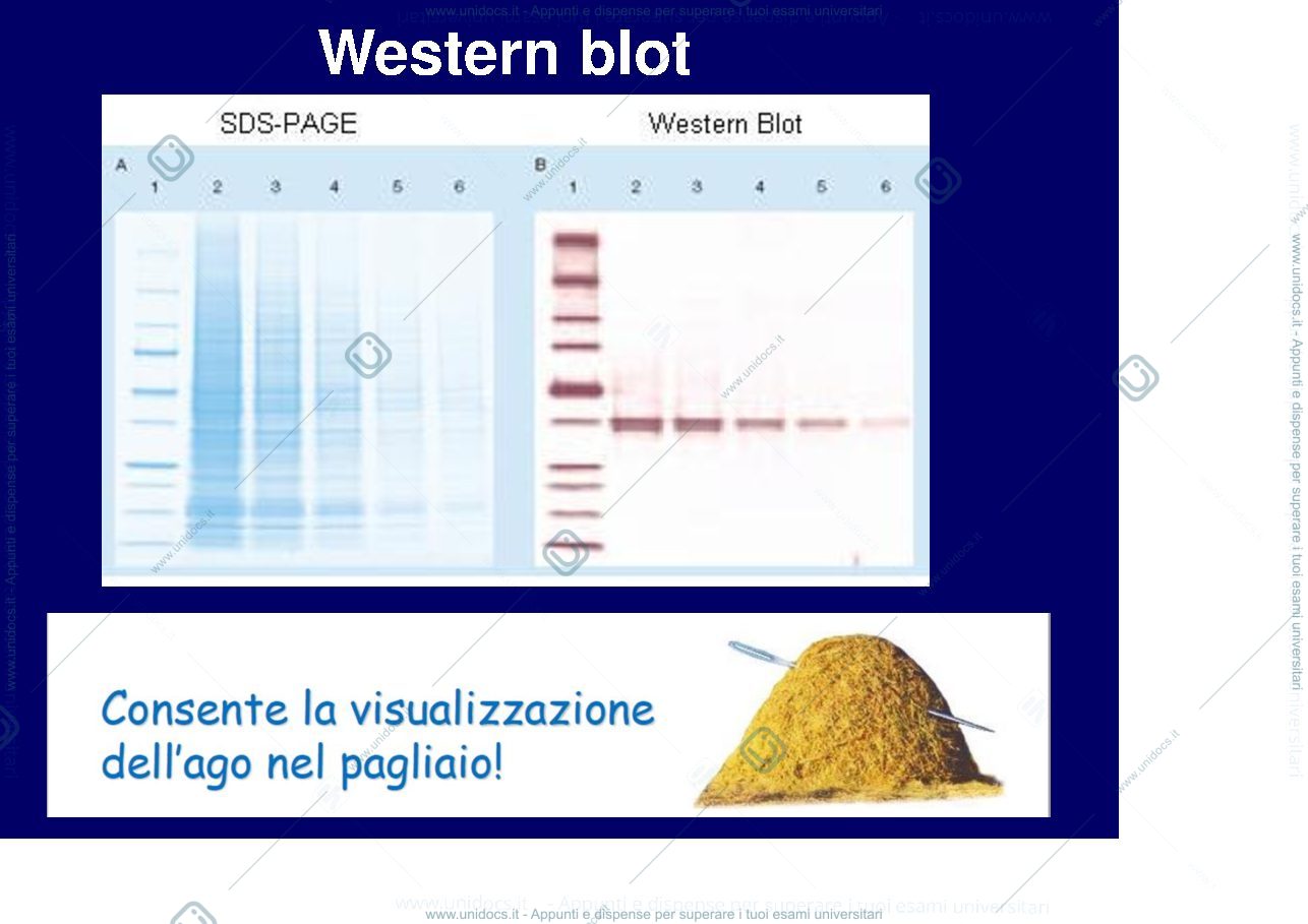 Anteprima pagina 4 — western blotting