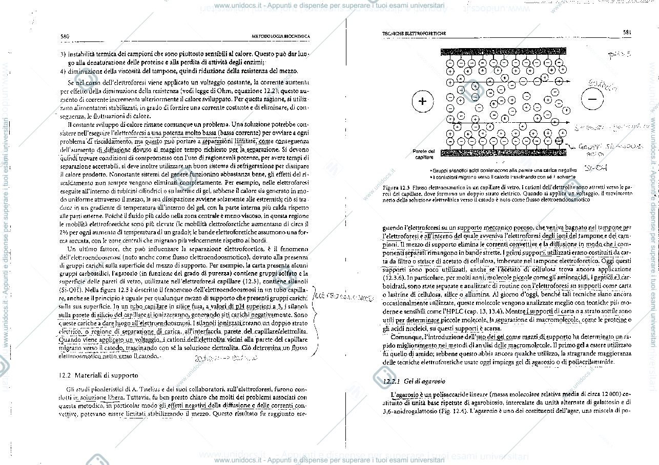 Anteprima pagina 3 — elettroforesi
