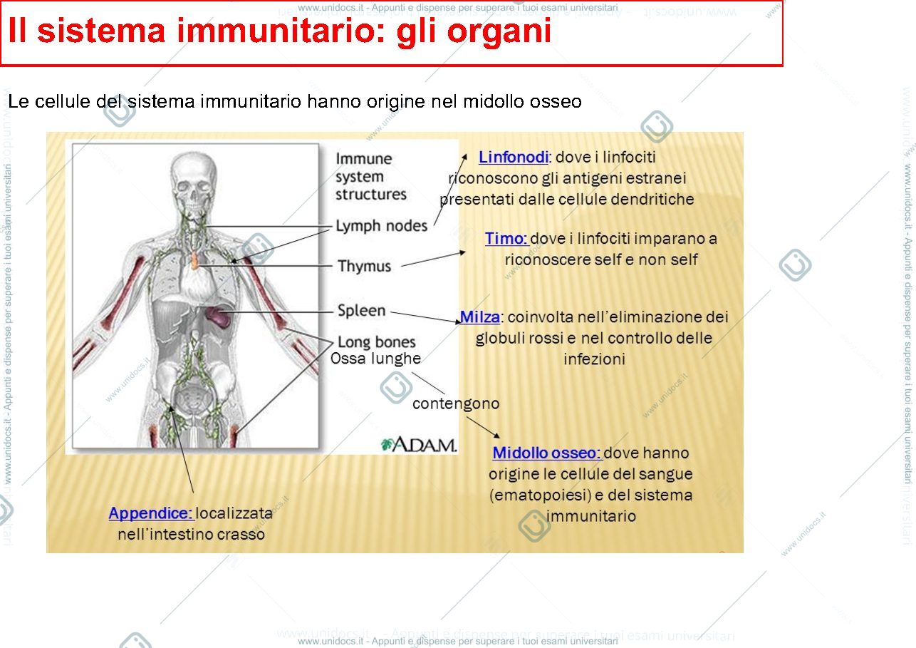 Anteprima pagina 3 — anticorpi