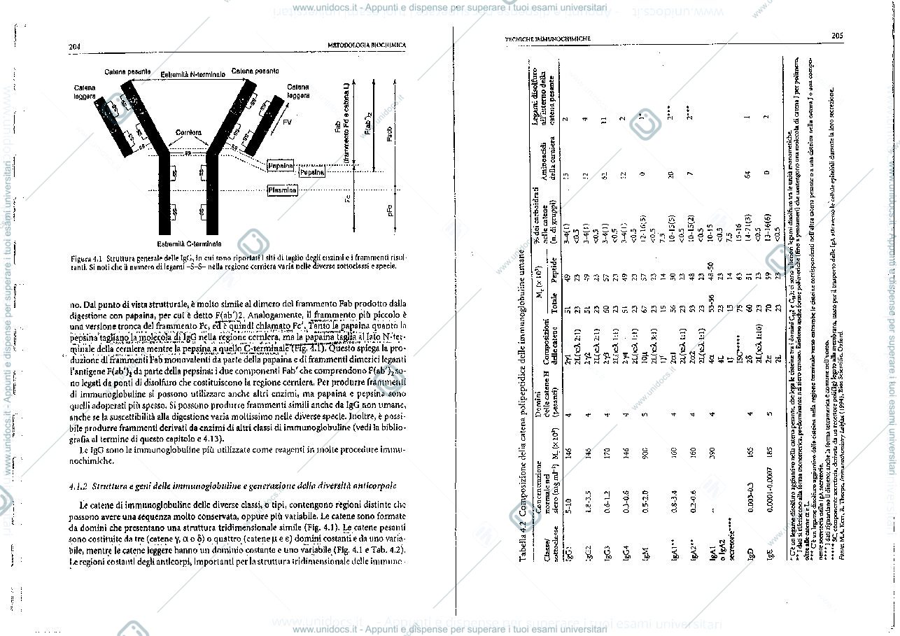 Anteprima pagina 3 — immunochimica