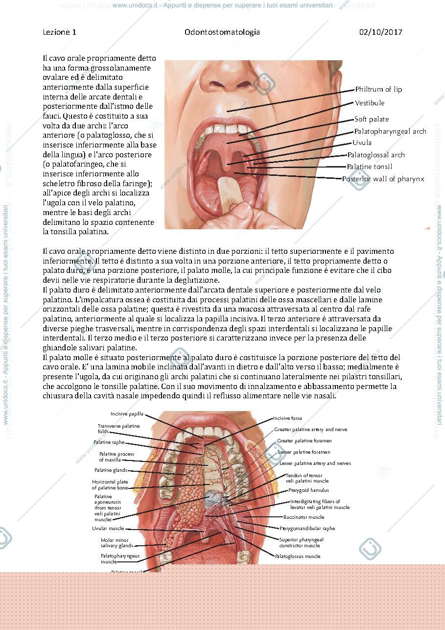 Anteprima pagina 2 — Odontostomatologia