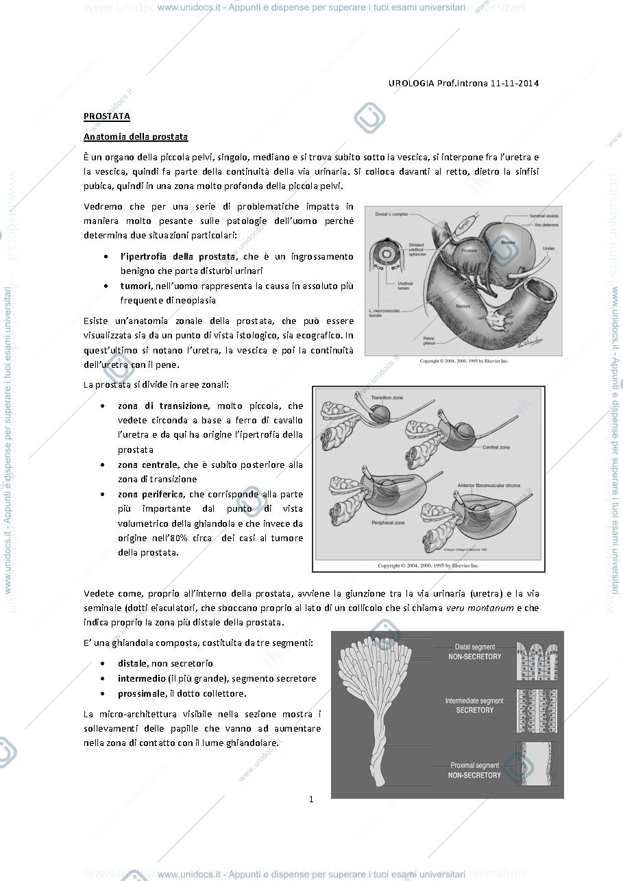 Anteprima pagina 2 — Urologia 
