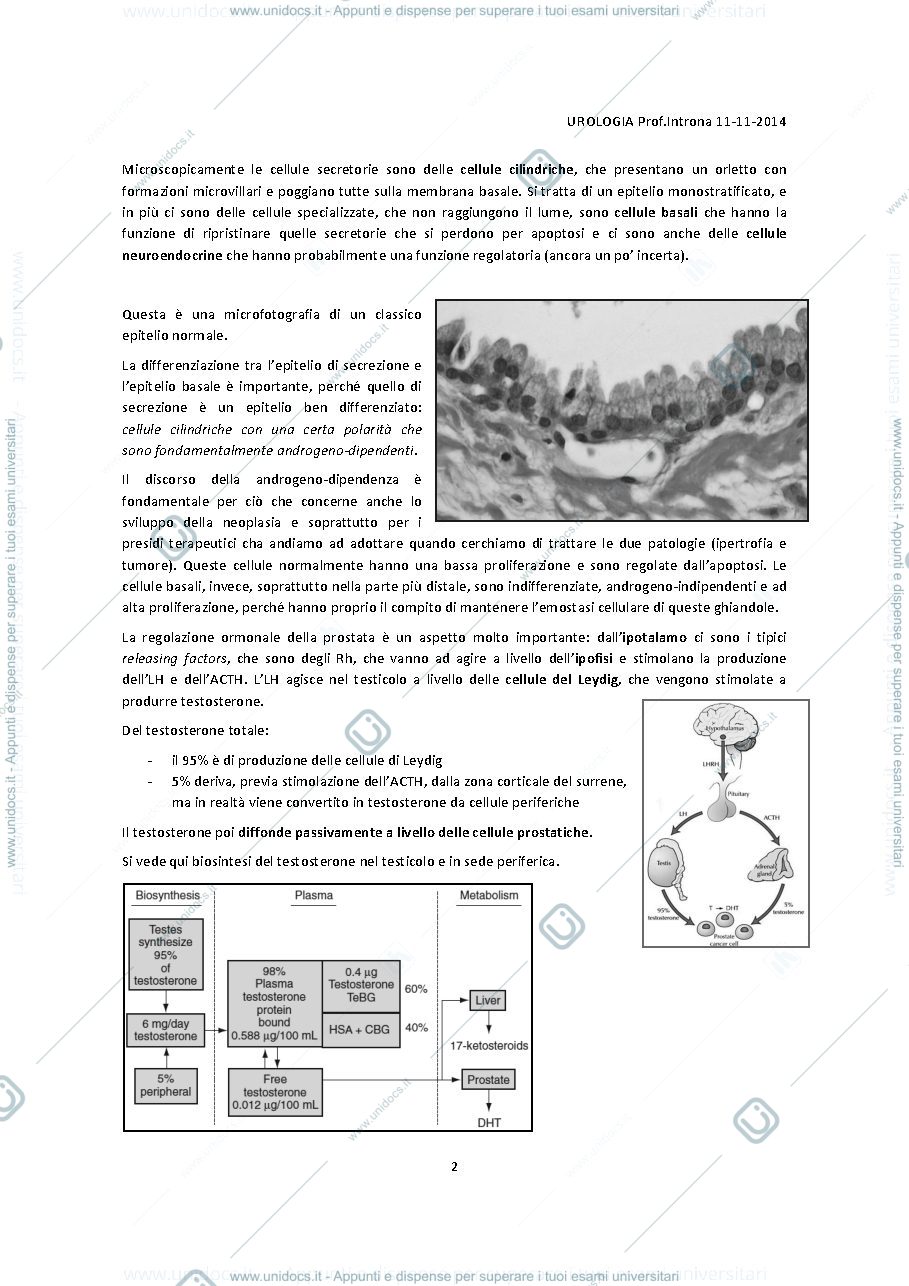 Anteprima pagina 3 — Urologia 
