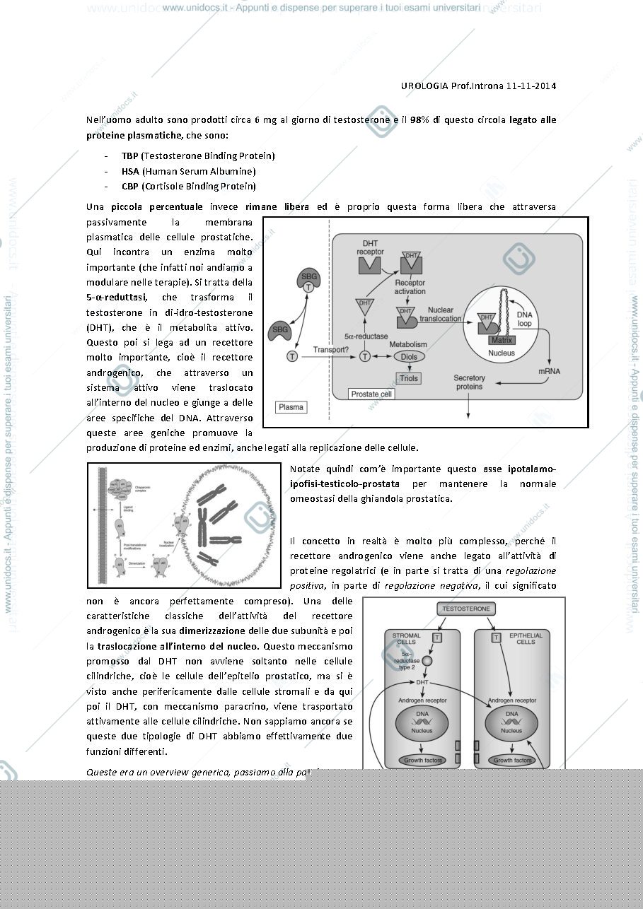 Anteprima pagina 4 — Urologia 