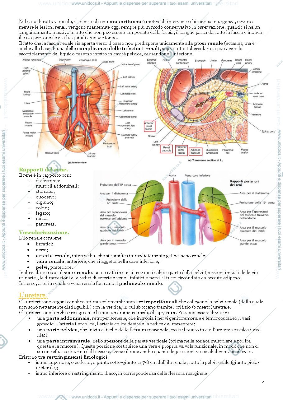 Anteprima pagina 2 — Schemi Urologia Bicocca 2021