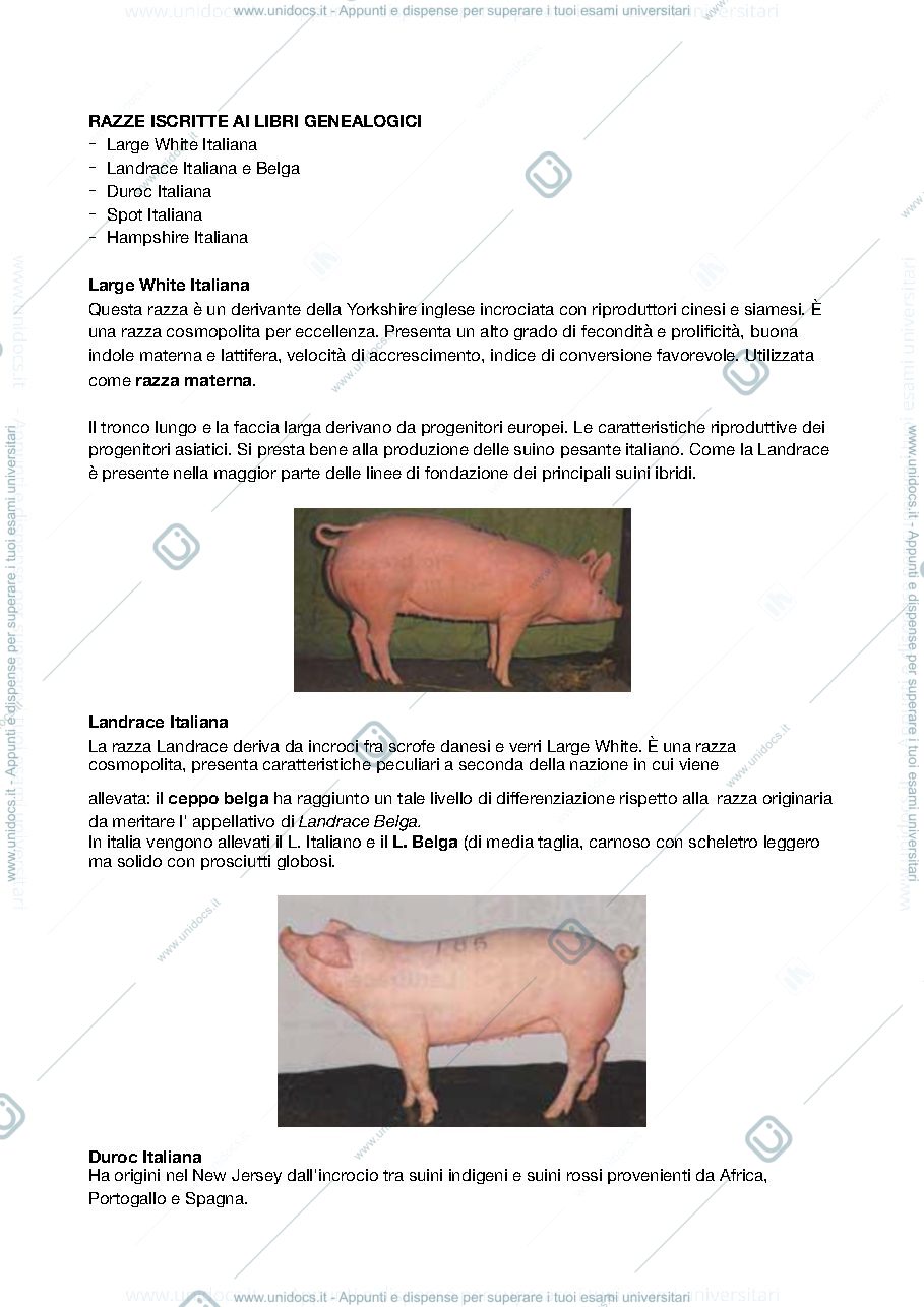 Anteprima pagina 2 — ALLEVAMENTO MORFOFUNZIONALE