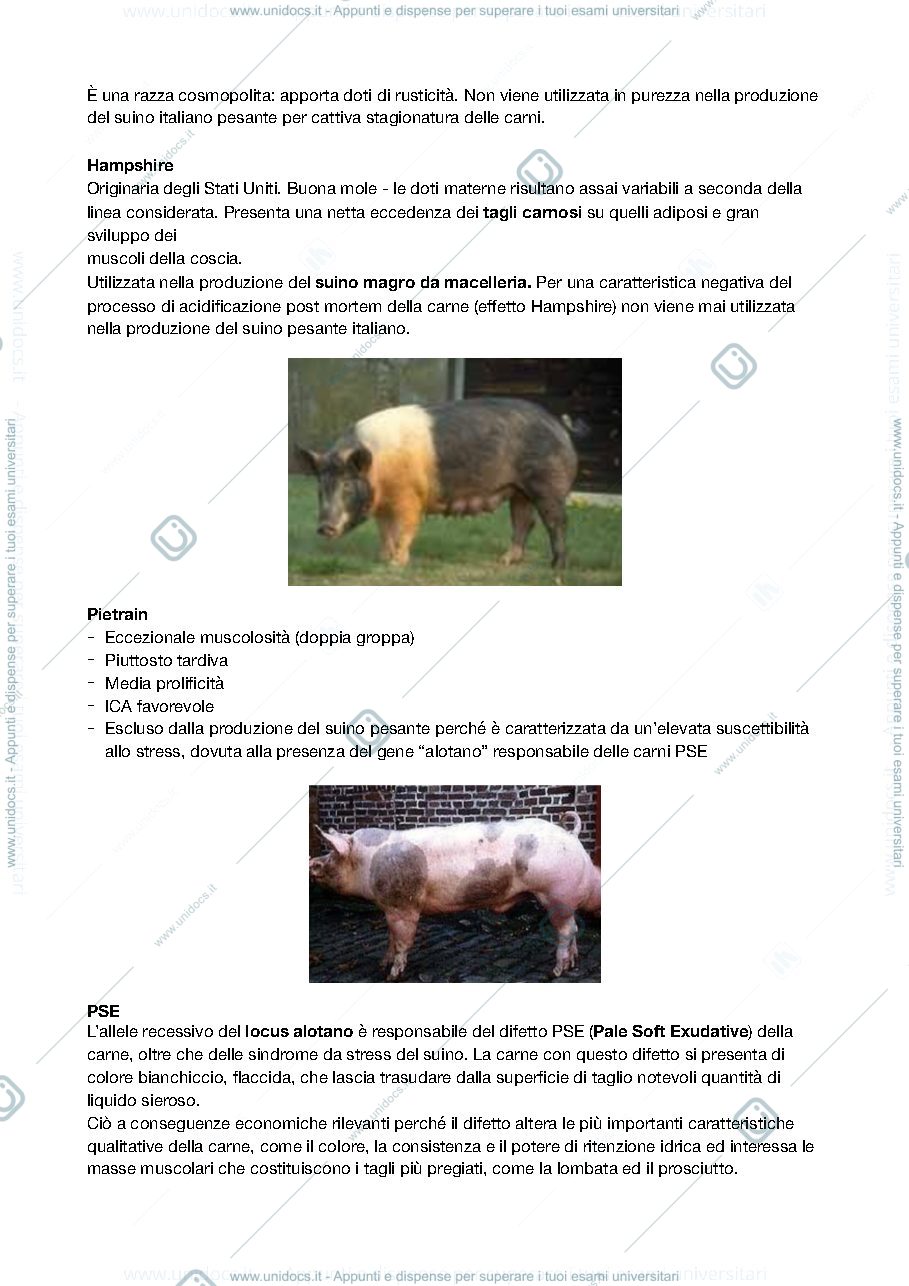 Anteprima pagina 3 — ALLEVAMENTO MORFOFUNZIONALE