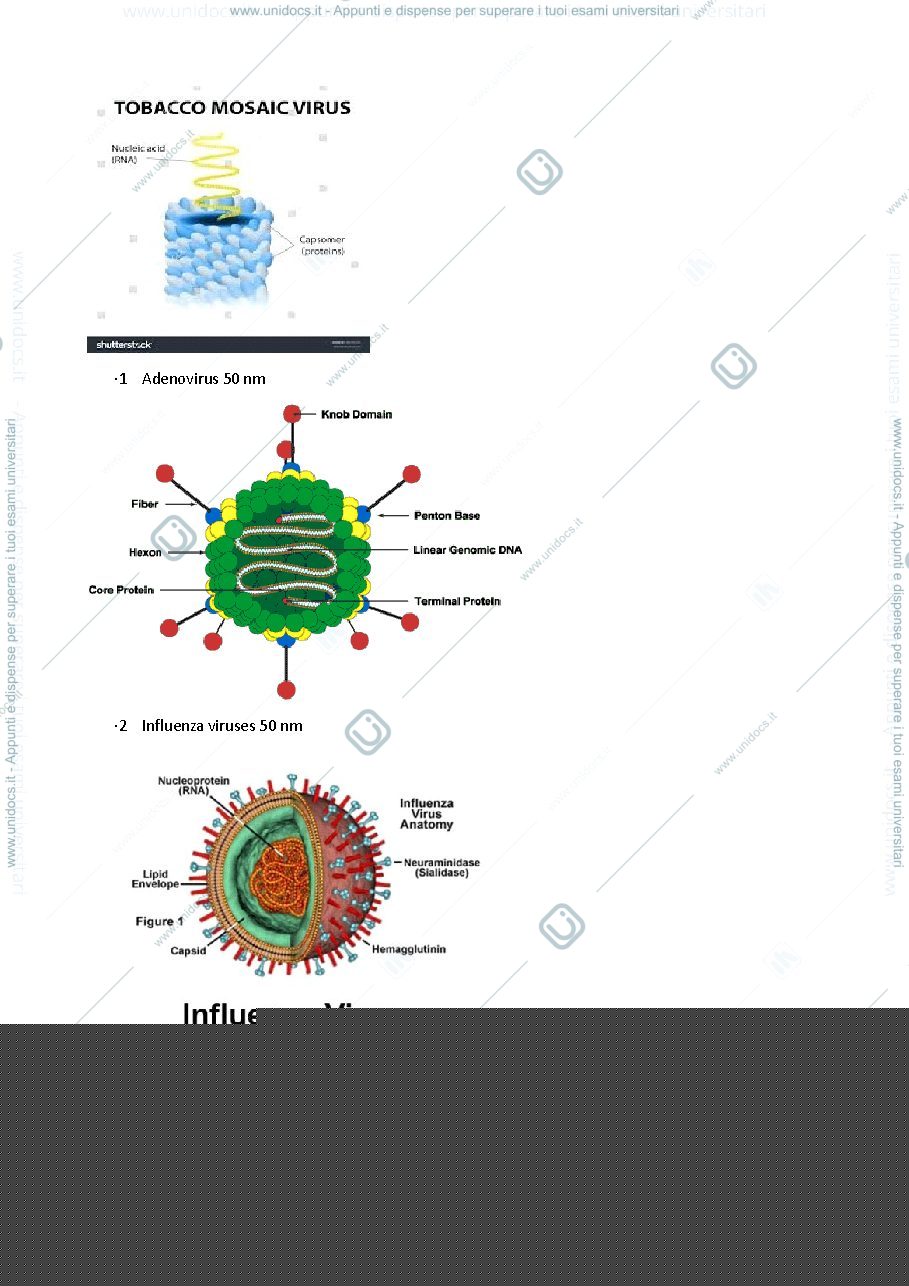 Anteprima pagina 3 — Virologia