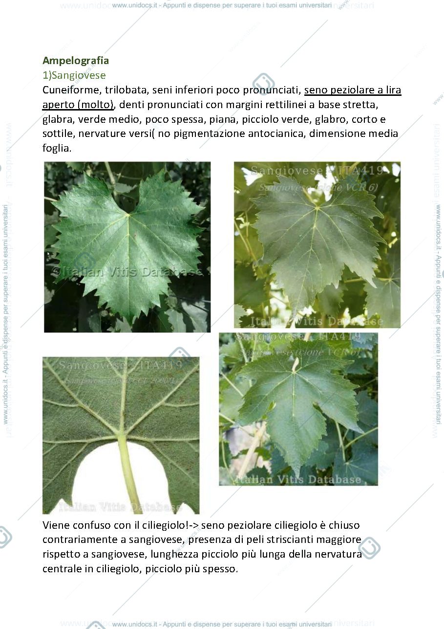 Anteprima pagina 1 — Appunti ampelografia con foto vitigni