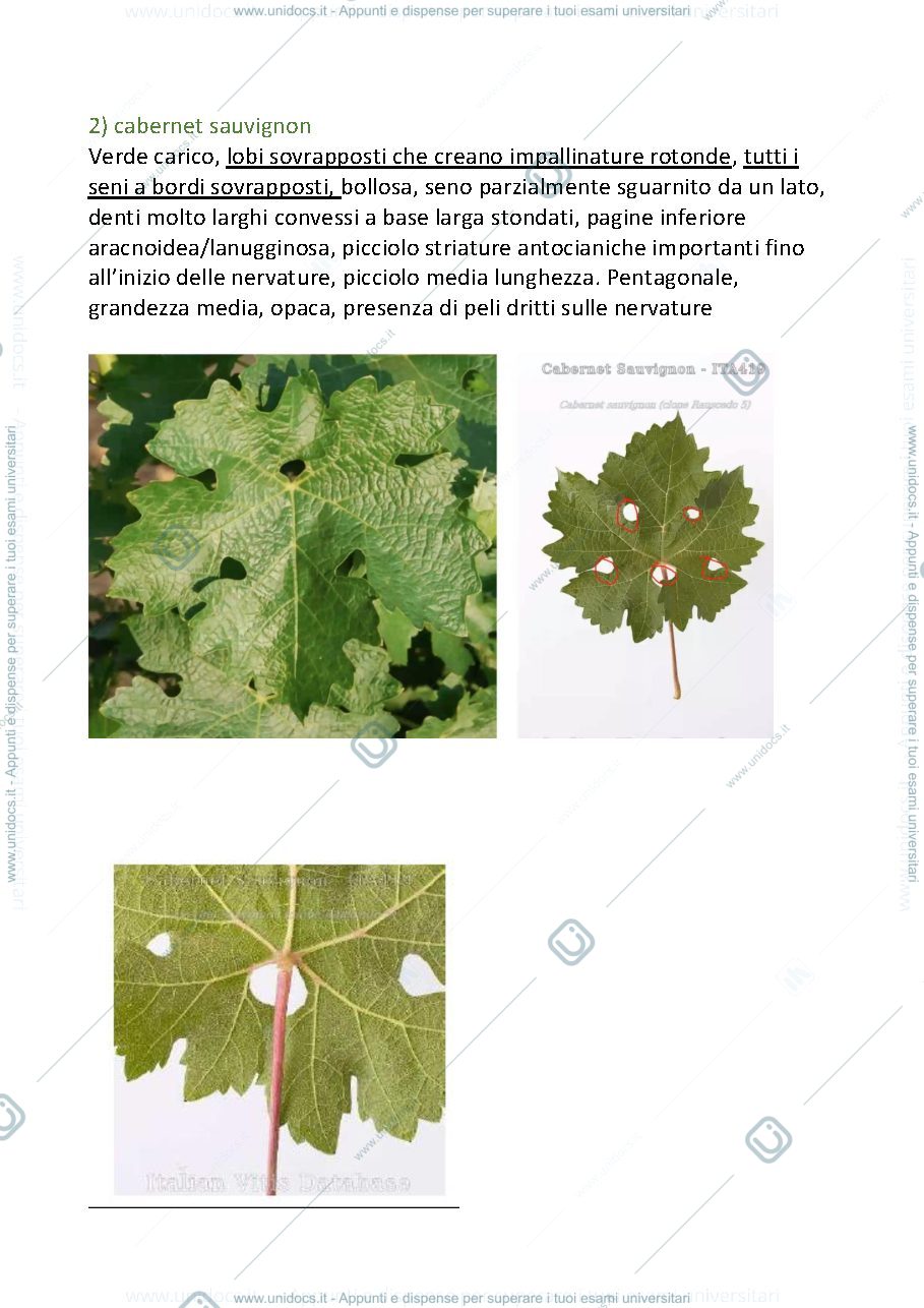 Anteprima pagina 2 — Appunti ampelografia con foto vitigni