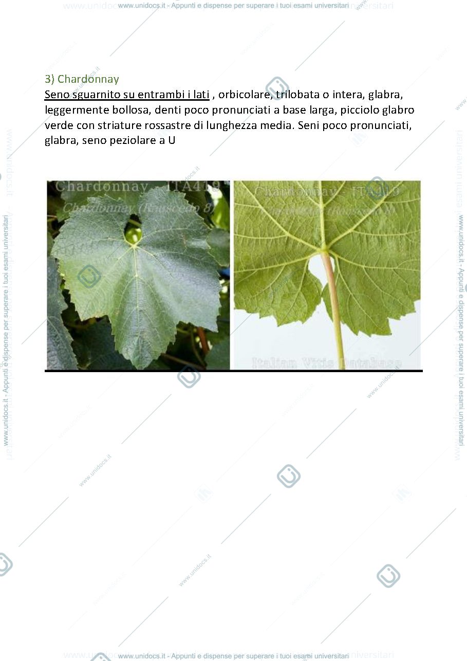 Anteprima pagina 3 — Appunti ampelografia con foto vitigni