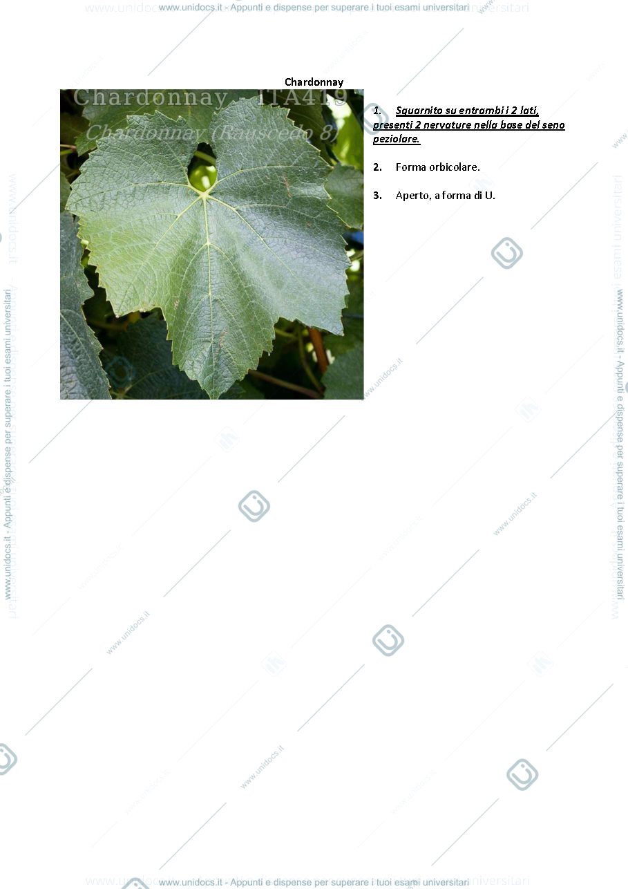 Anteprima pagina 2 — ampelografia