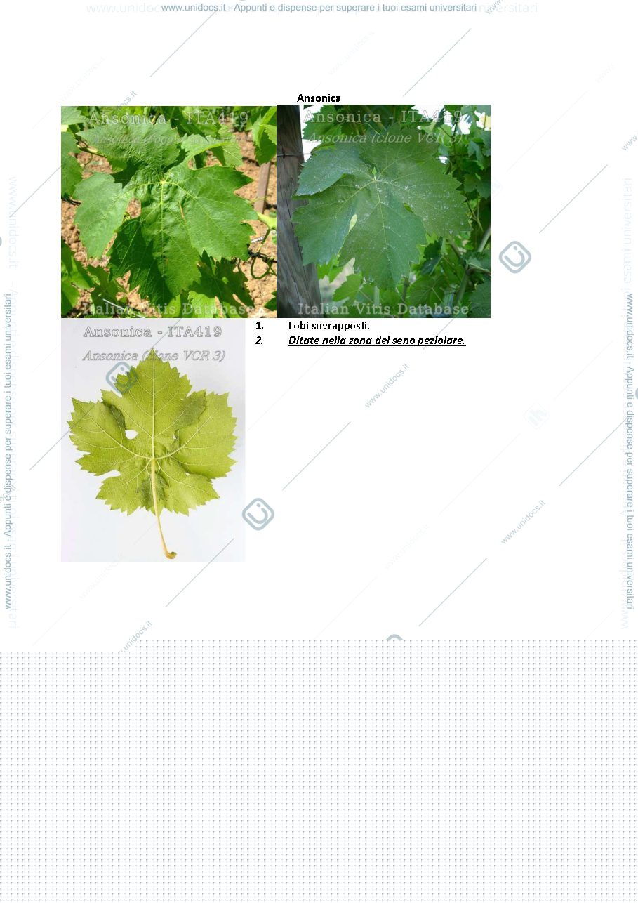 Anteprima pagina 3 — ampelografia