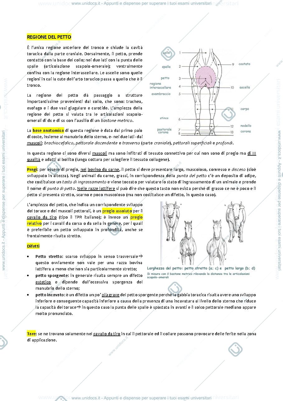 Anteprima pagina 1 — REGIONE DEL PETTO