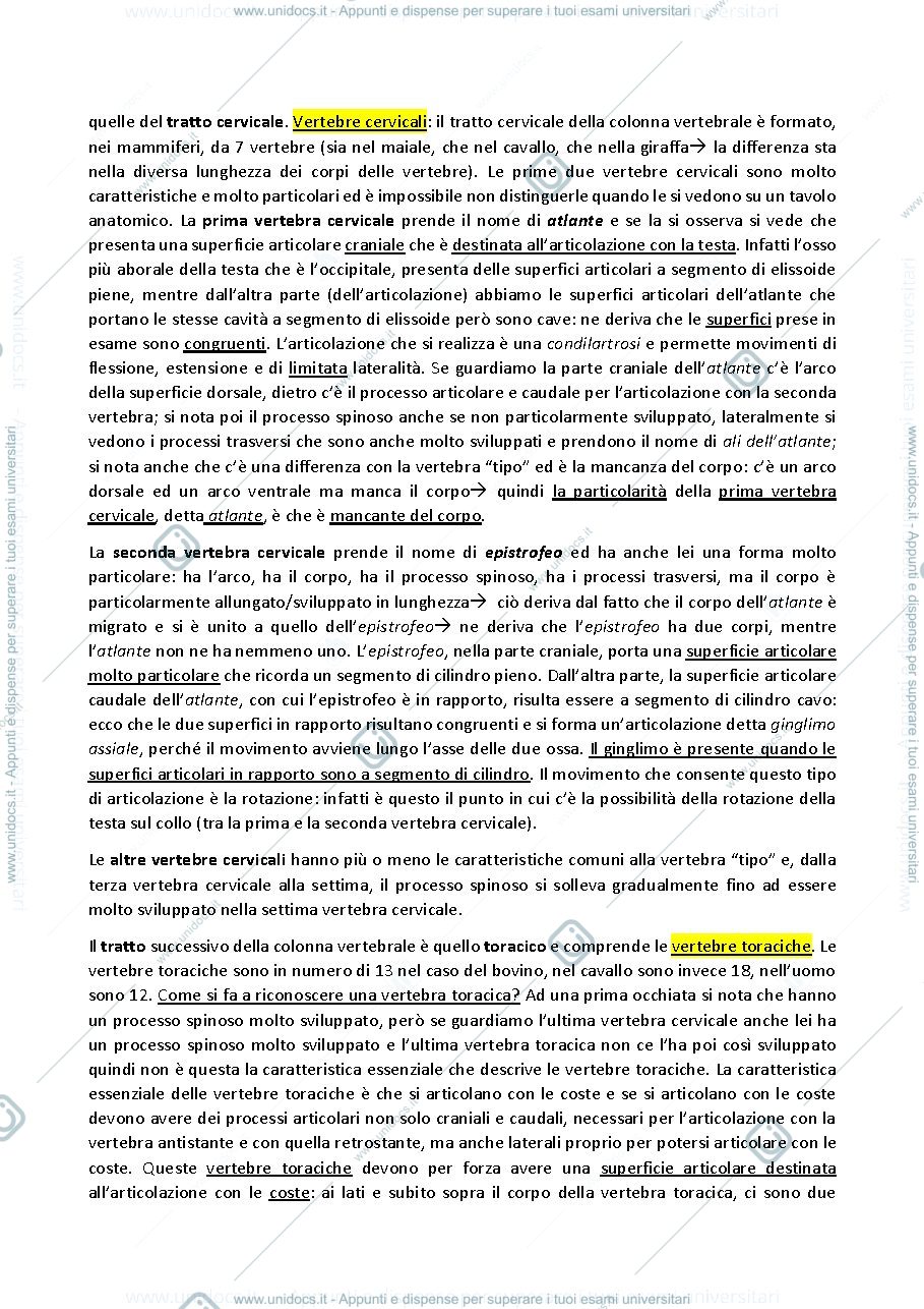 Anteprima pagina 2 — LOCOMOTORE COLONNA VERTEBRALE+ COSTE