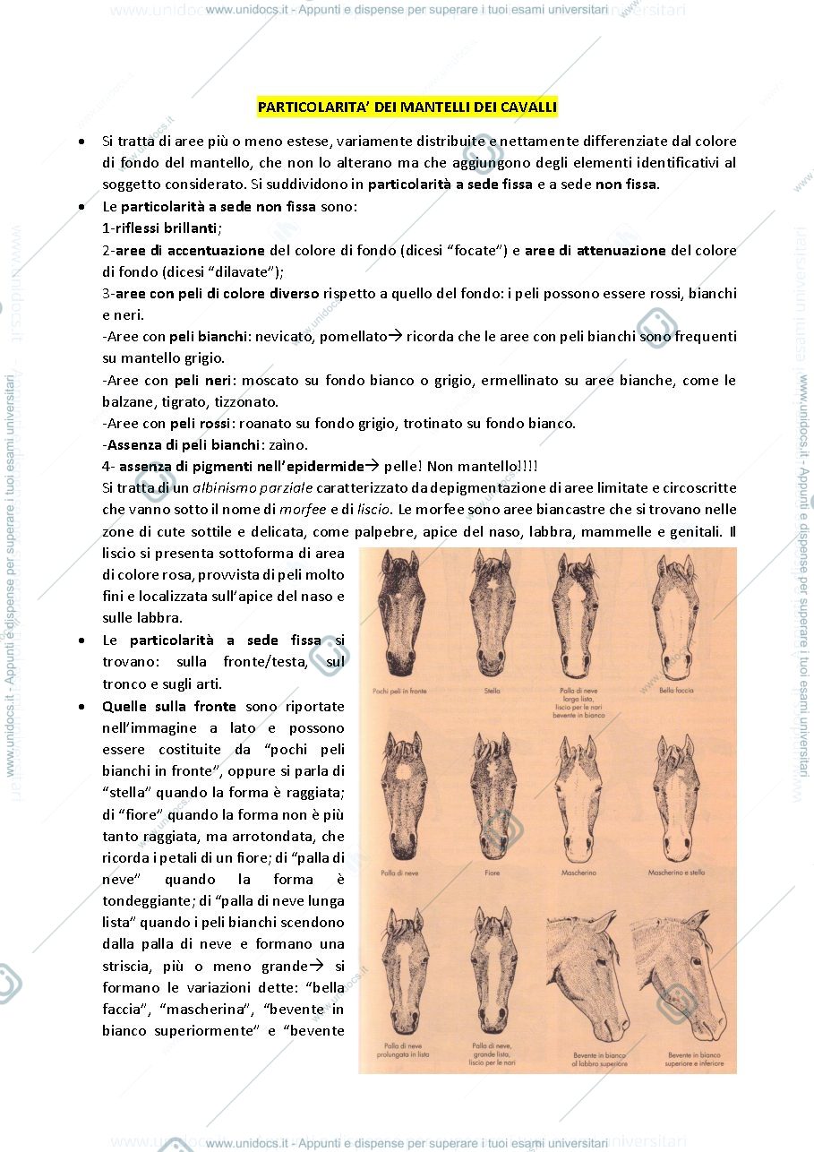 Anteprima pagina 1 — PARTICOLARITA MANTELLI CAVALLI