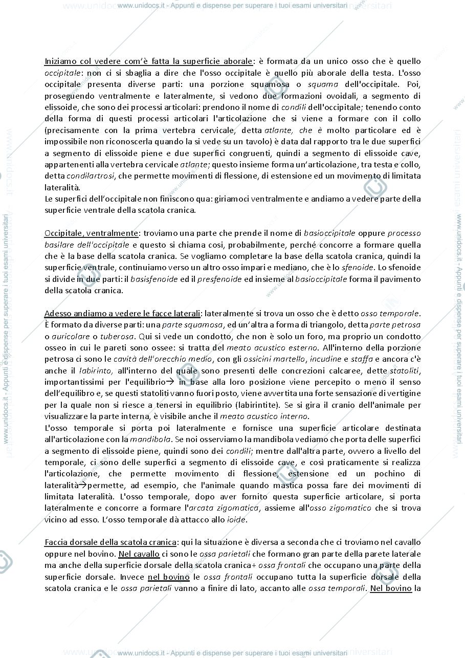 Anteprima pagina 2 — LOCOMOTORE-LE OSSA DELLA TESTA (lez. 2)