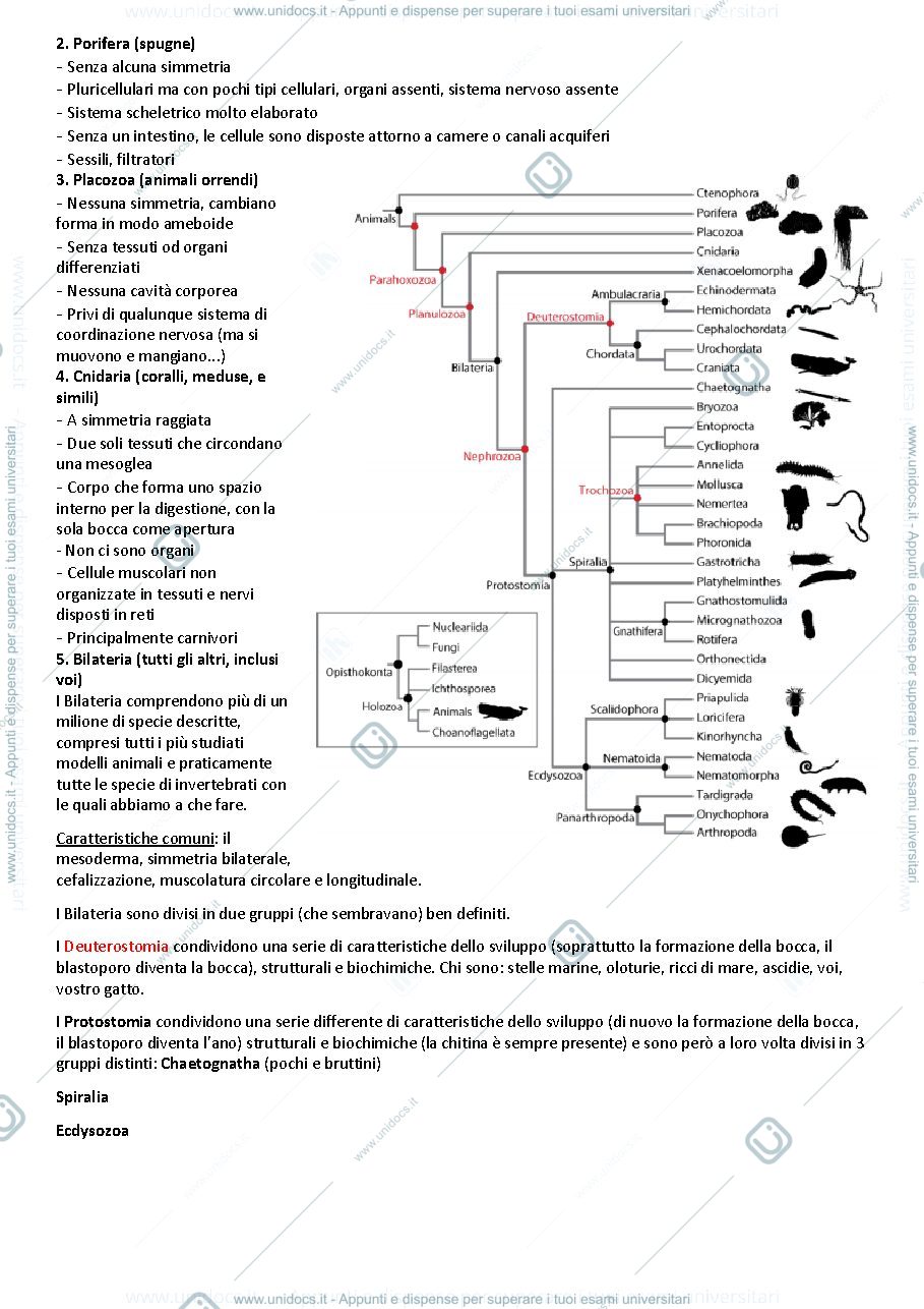 Anteprima pagina 2 — Zoologia