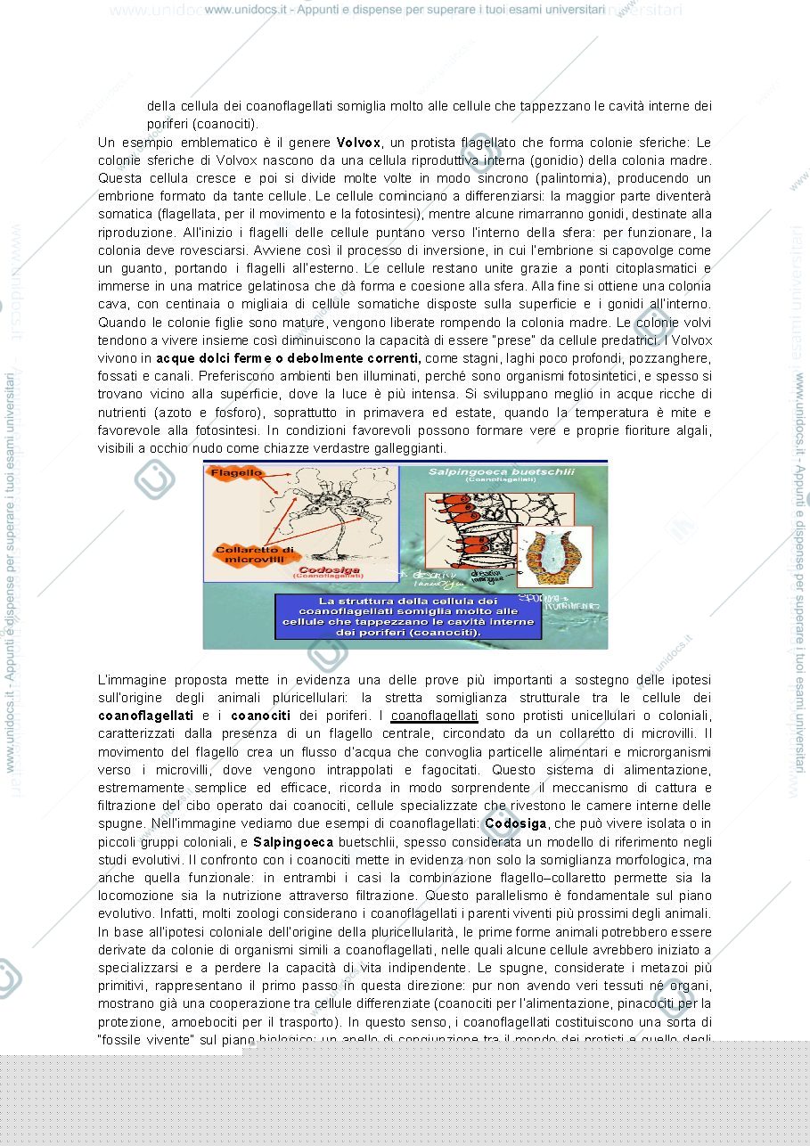 Anteprima pagina 5 — Zoologia