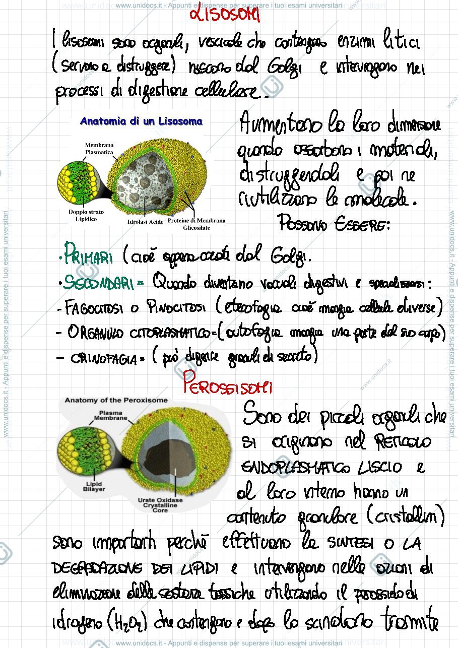 Anteprima pagina 4 — Zoologia e biologia cellulare