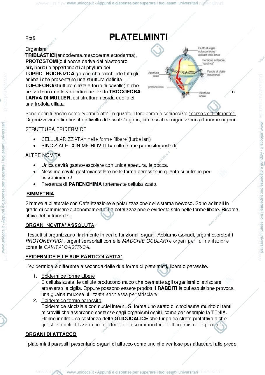 Anteprima pagina 1 — platelminti