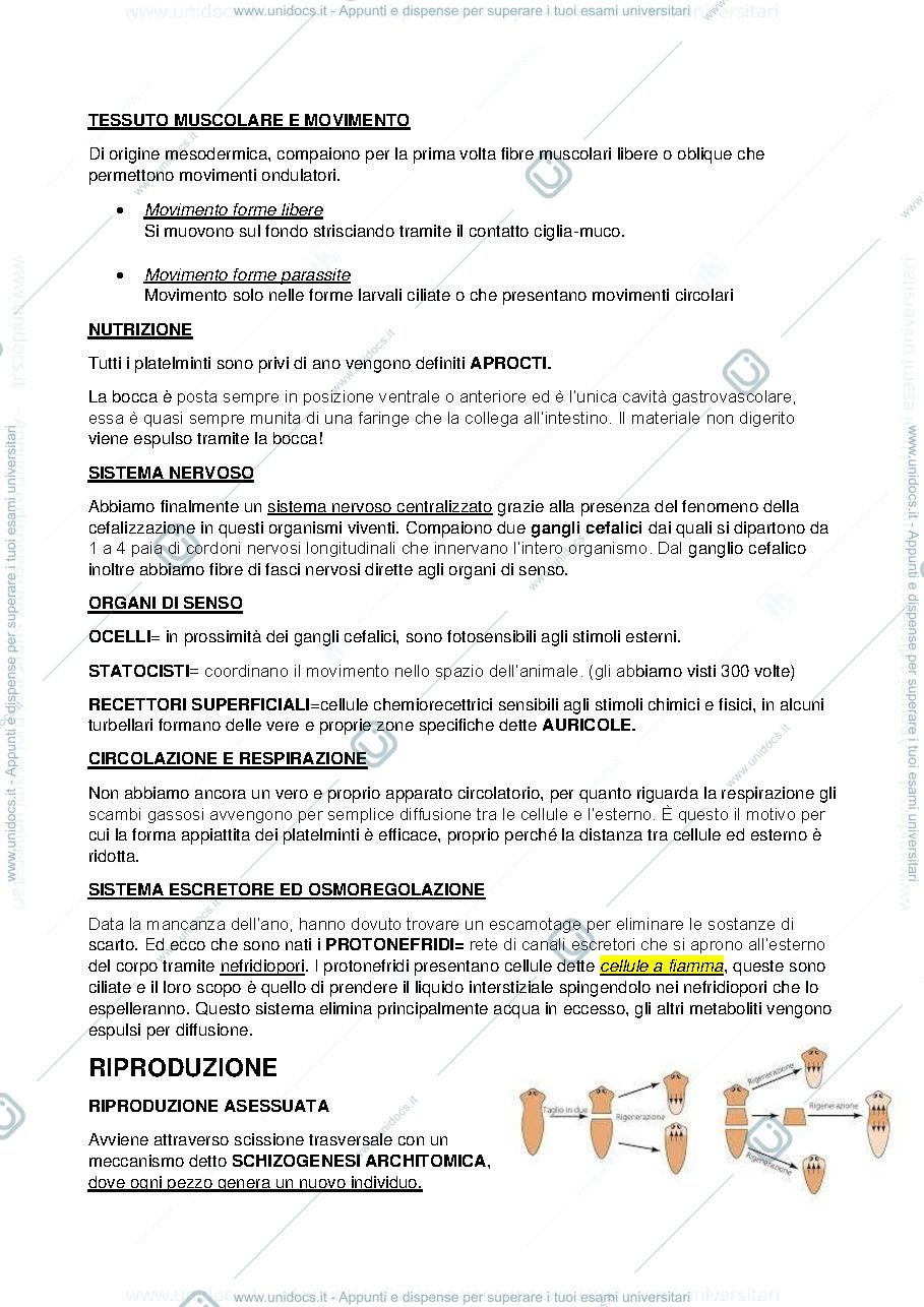 Anteprima pagina 2 — platelminti