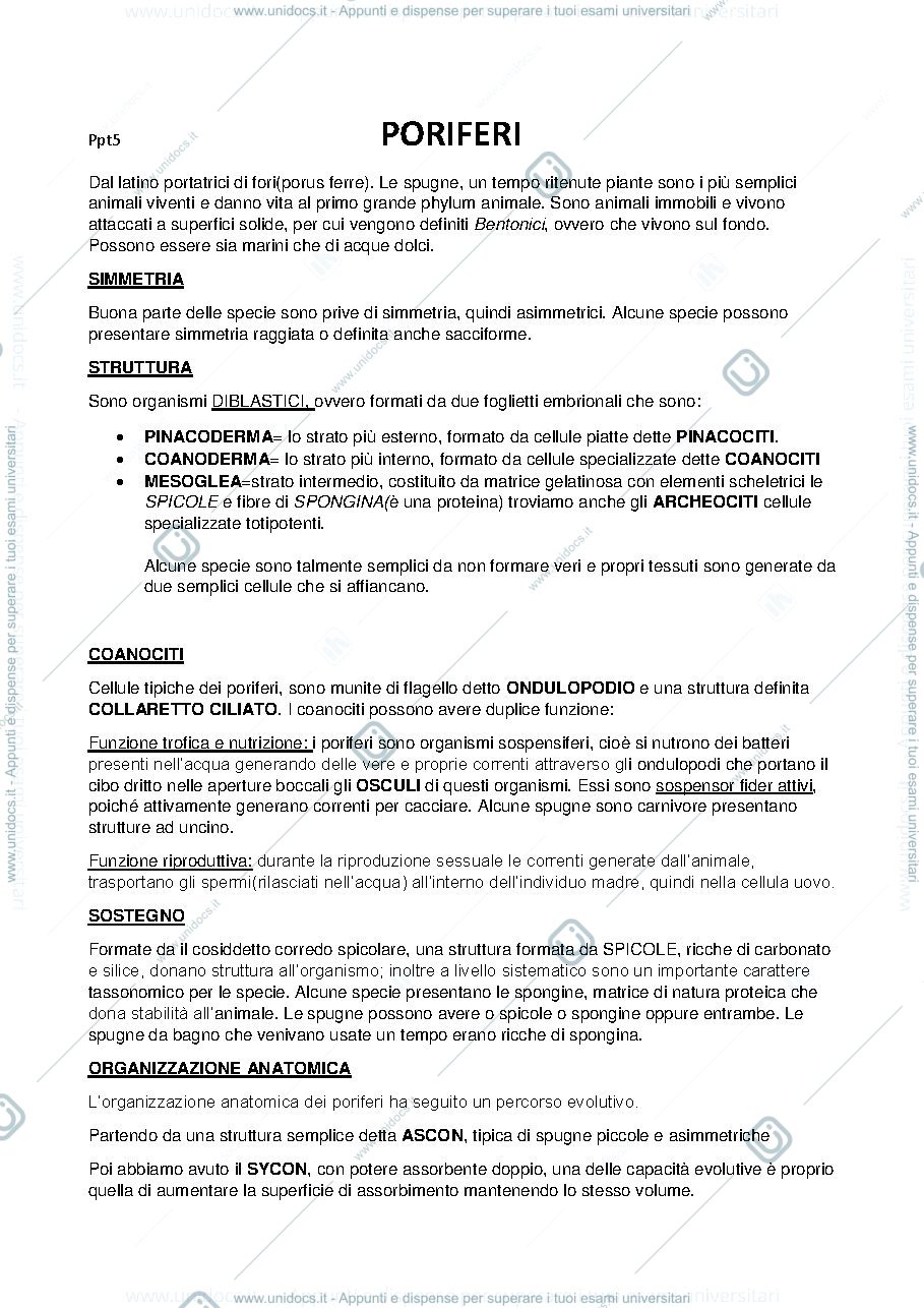 Anteprima pagina 1 — protozoa
