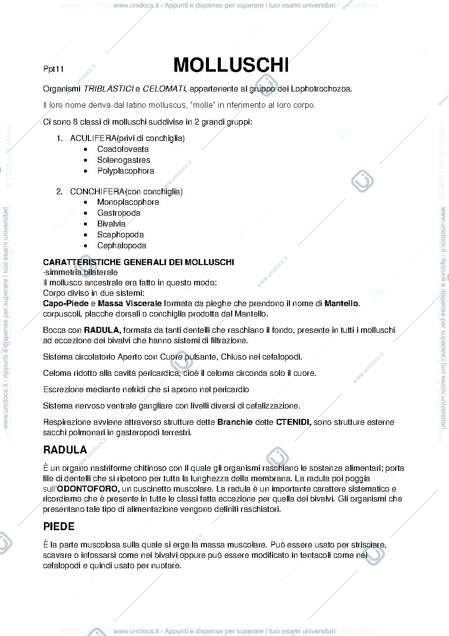 Anteprima pagina 1 — molluschi