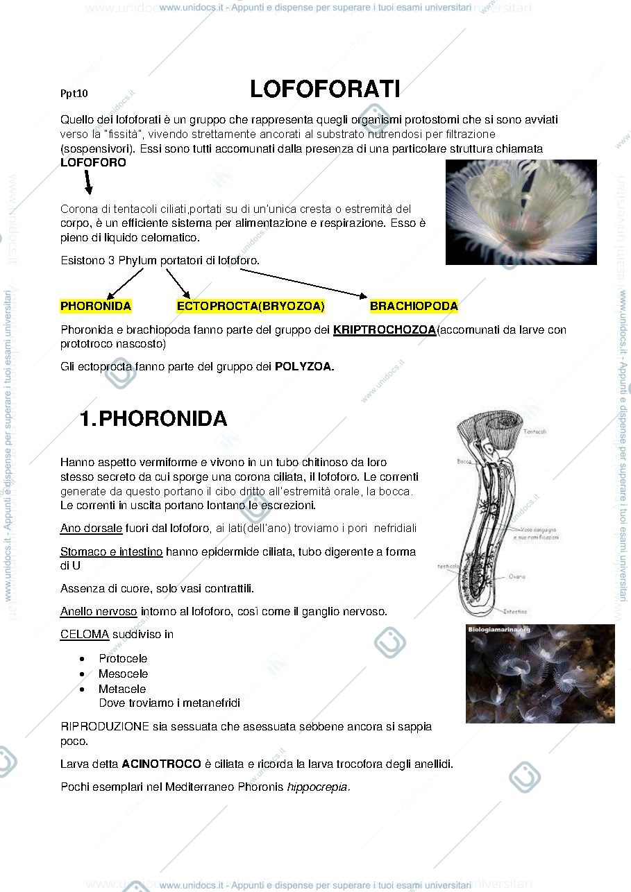 Anteprima pagina 1 — lofoforati e nemertini