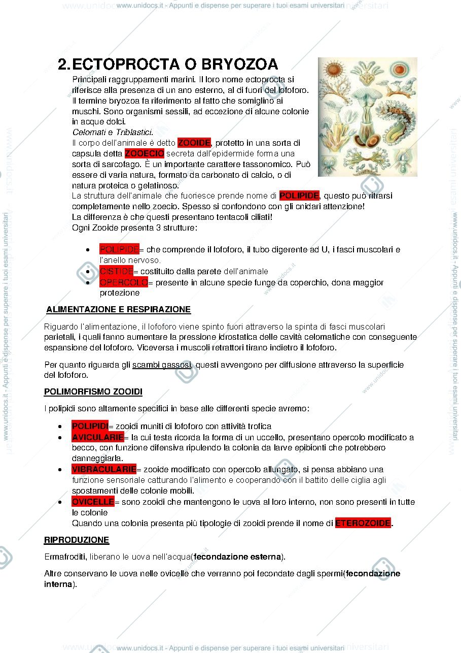 Anteprima pagina 2 — lofoforati e nemertini