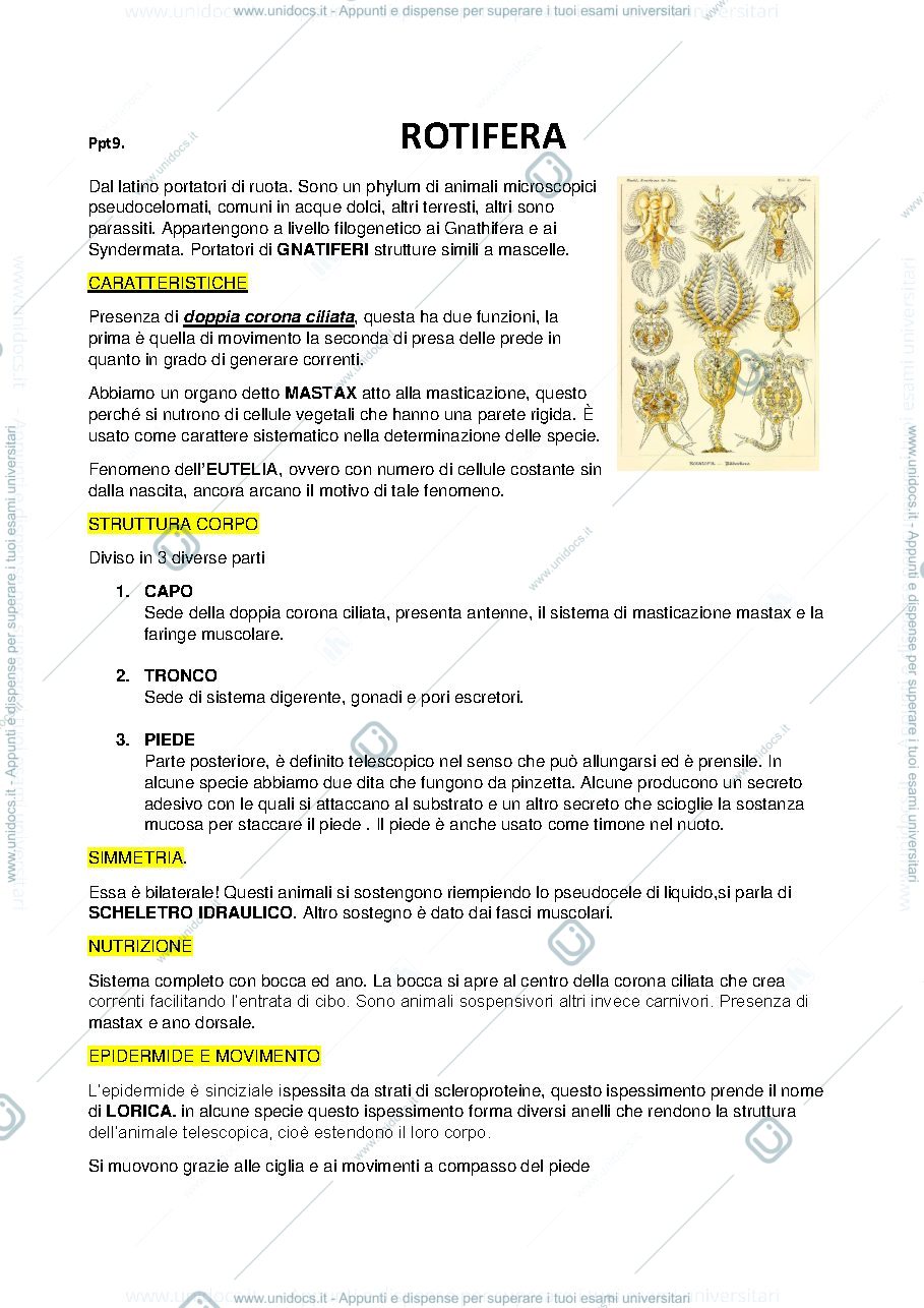 Anteprima pagina 1 — rotiferie acanthocephala