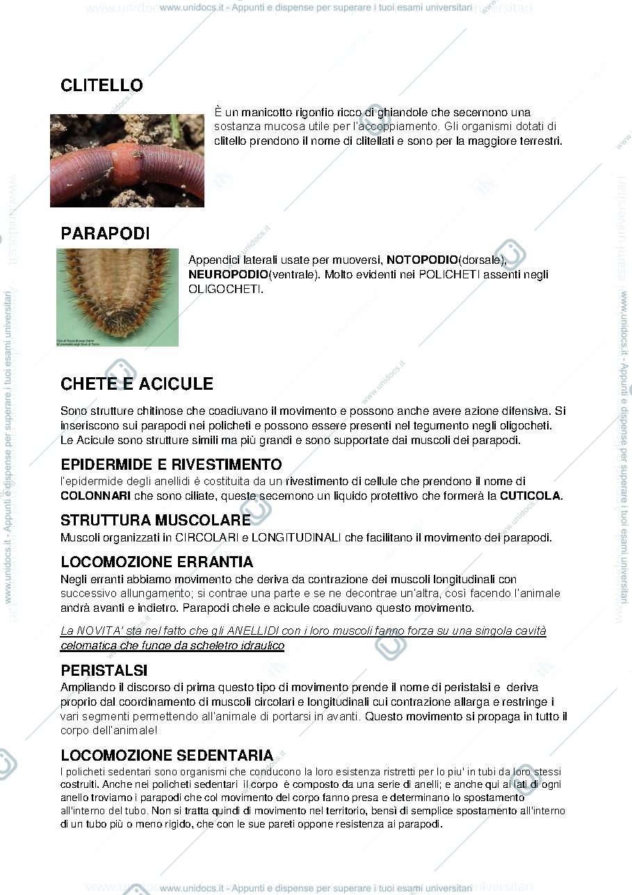 Anteprima pagina 2 — anellidi 