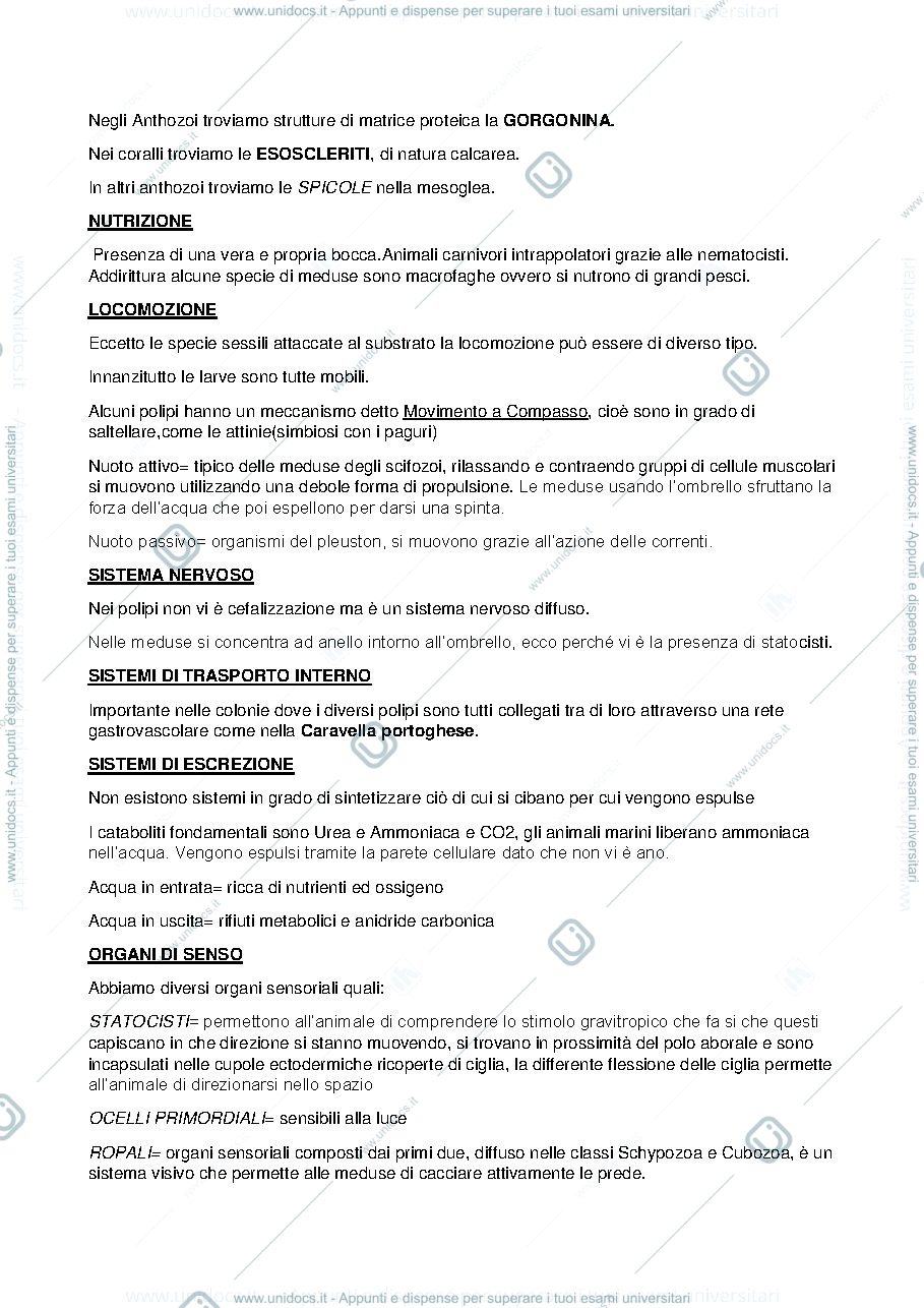 Anteprima pagina 2 — cnidari