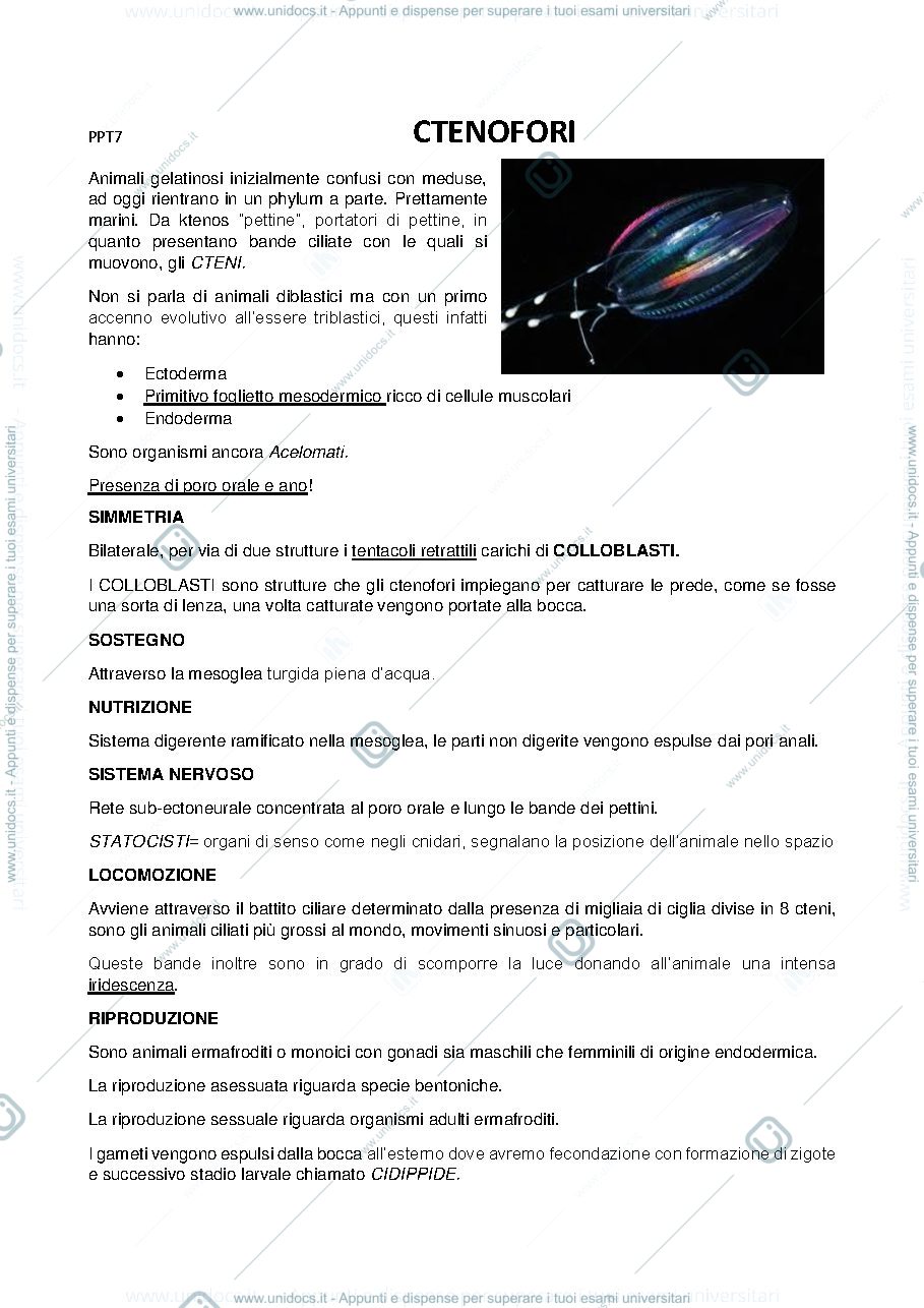 Anteprima pagina 1 — ctenofori