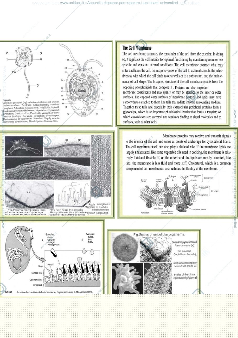 Anteprima pagina 1 — lezione 1