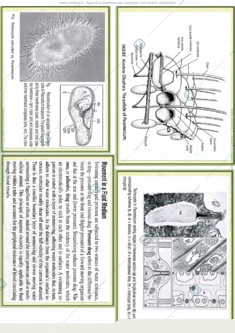 Anteprima pagina 1 — cilio