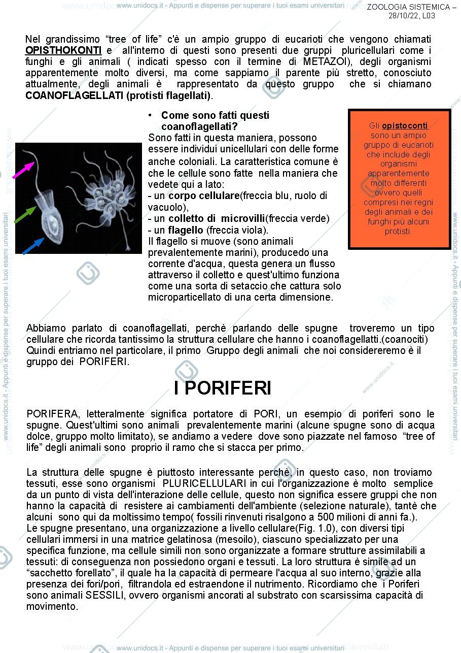 Anteprima pagina 1 — Phylum Poriferi e Cnidari