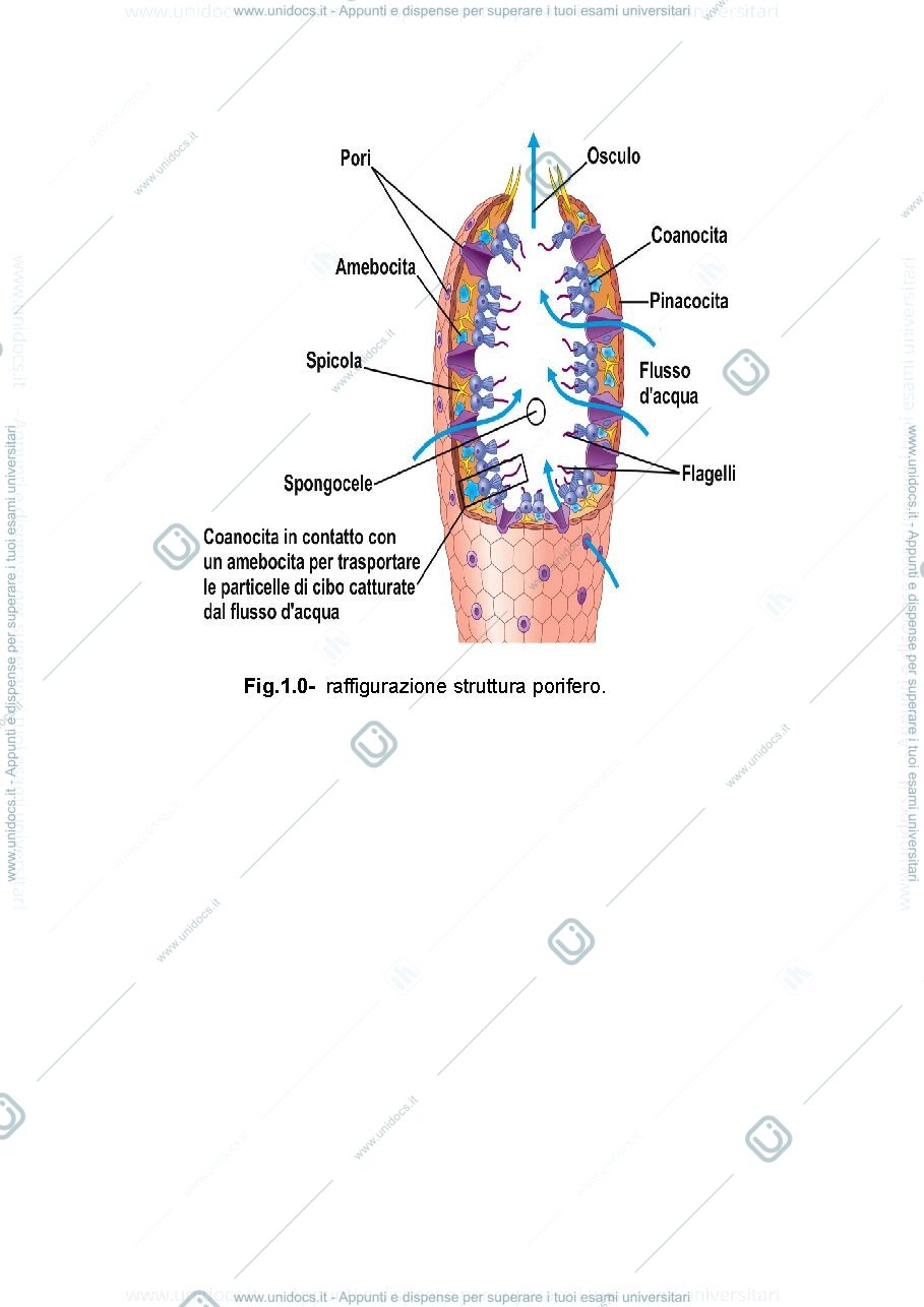 Anteprima pagina 2 — Phylum Poriferi e Cnidari
