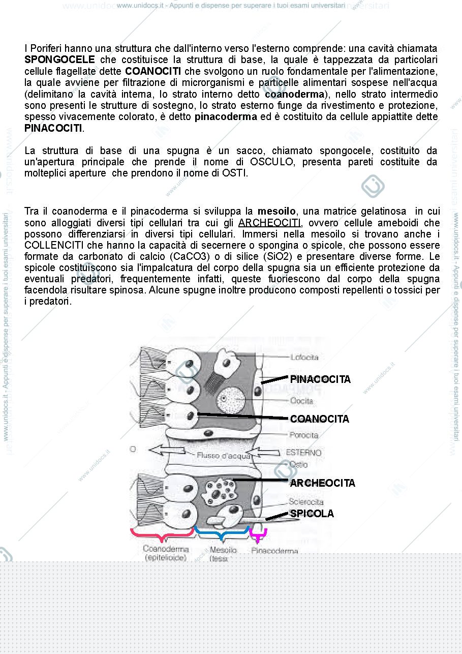 Anteprima pagina 3 — Phylum Poriferi e Cnidari
