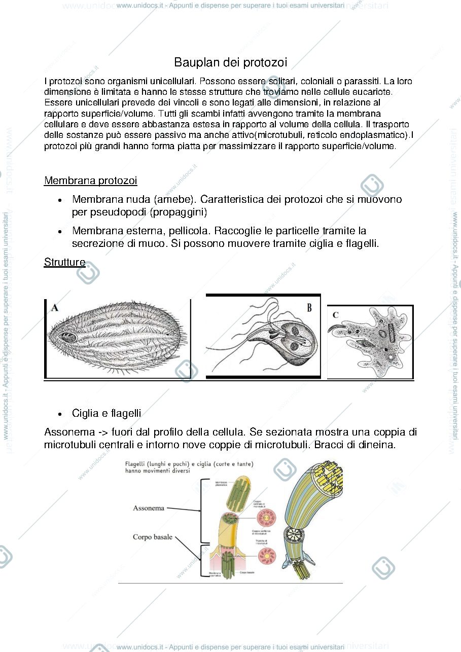 Anteprima pagina 2 — Appunti zoologia sistematica