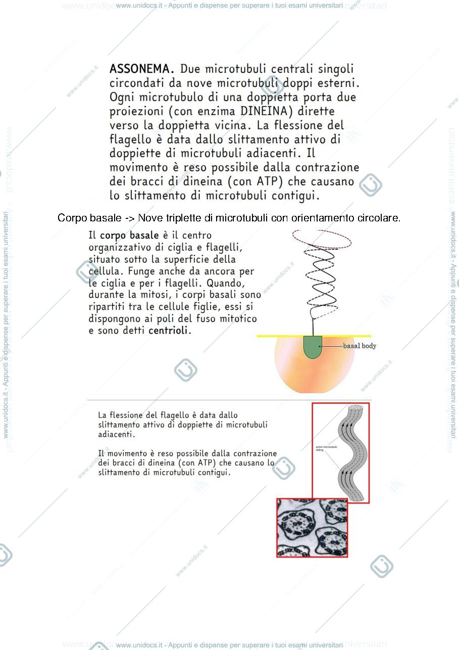 Anteprima pagina 3 — Appunti zoologia sistematica