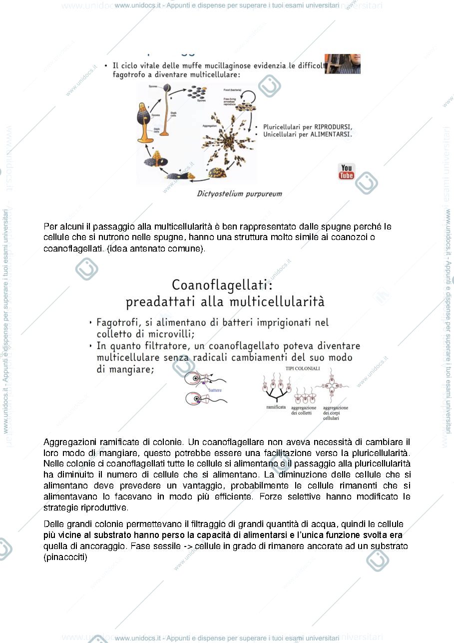 Anteprima pagina 3 — Appunti zoologia sistematica