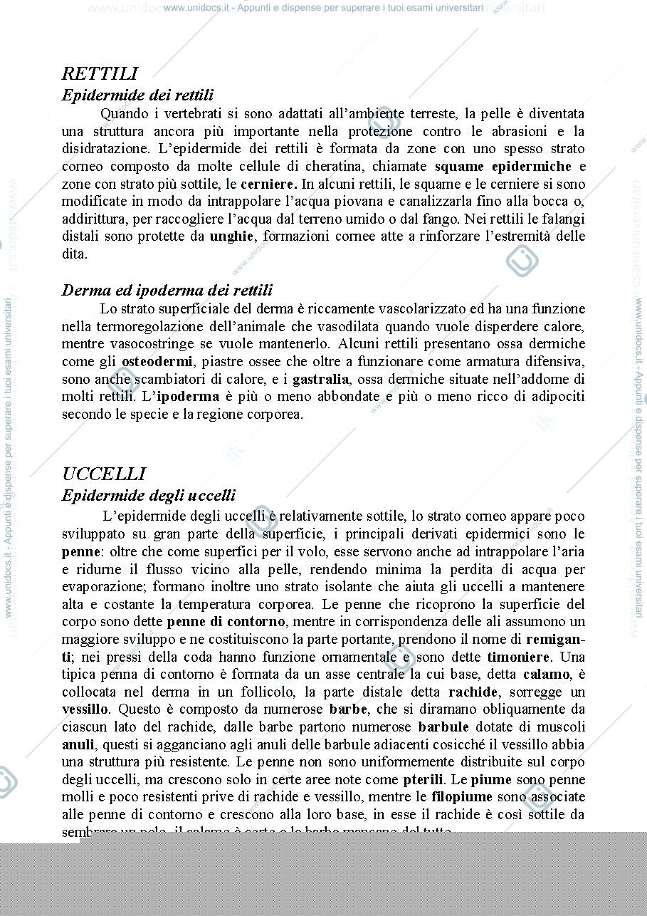 Anteprima pagina 2 — Tegumento