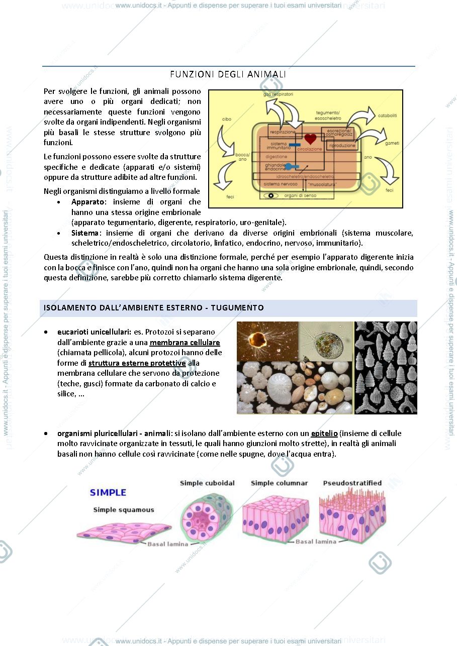 Anteprima pagina 1 — ZOOLOGIA FUNZIONI ANIMALI