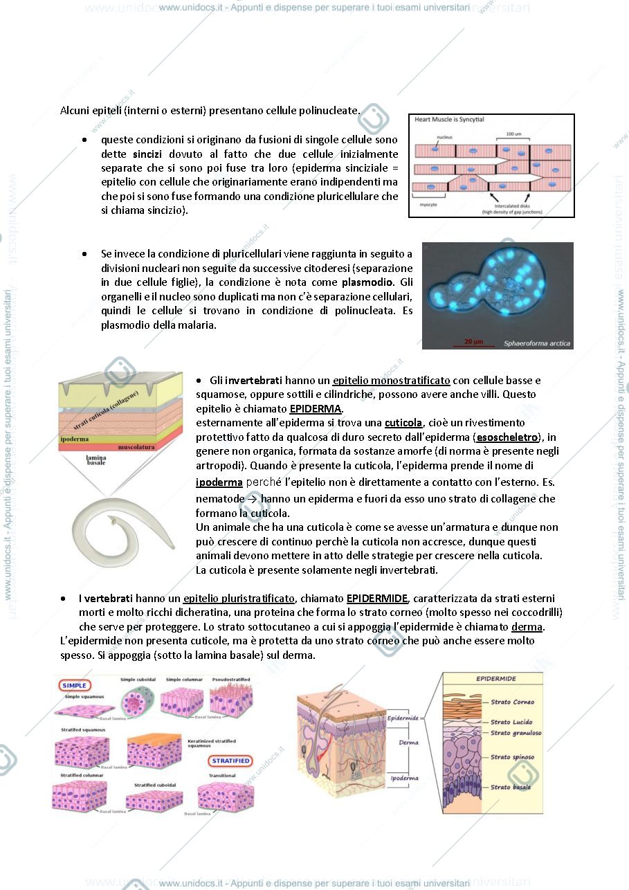 Anteprima pagina 2 — ZOOLOGIA FUNZIONI ANIMALI
