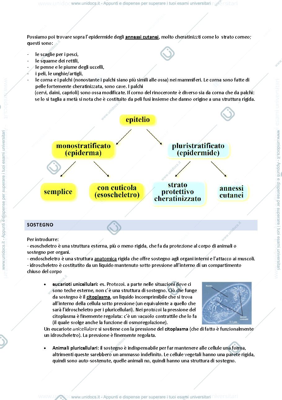 Anteprima pagina 3 — ZOOLOGIA FUNZIONI ANIMALI