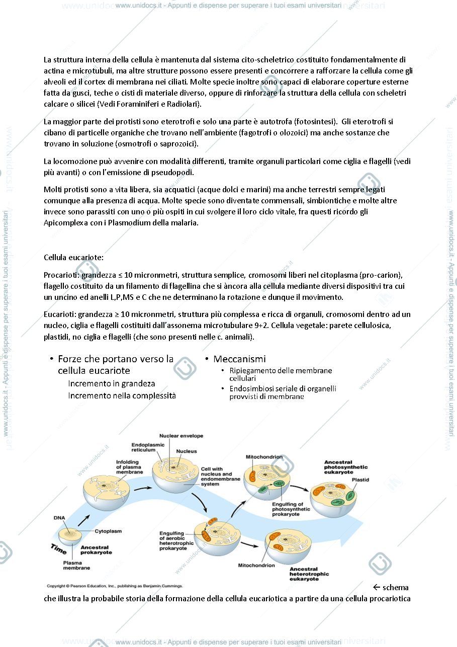 Anteprima pagina 2 — Protisti