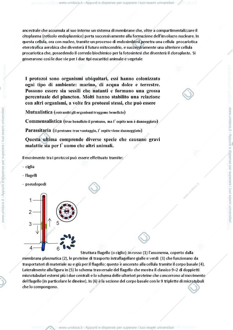 Anteprima pagina 3 — Protisti