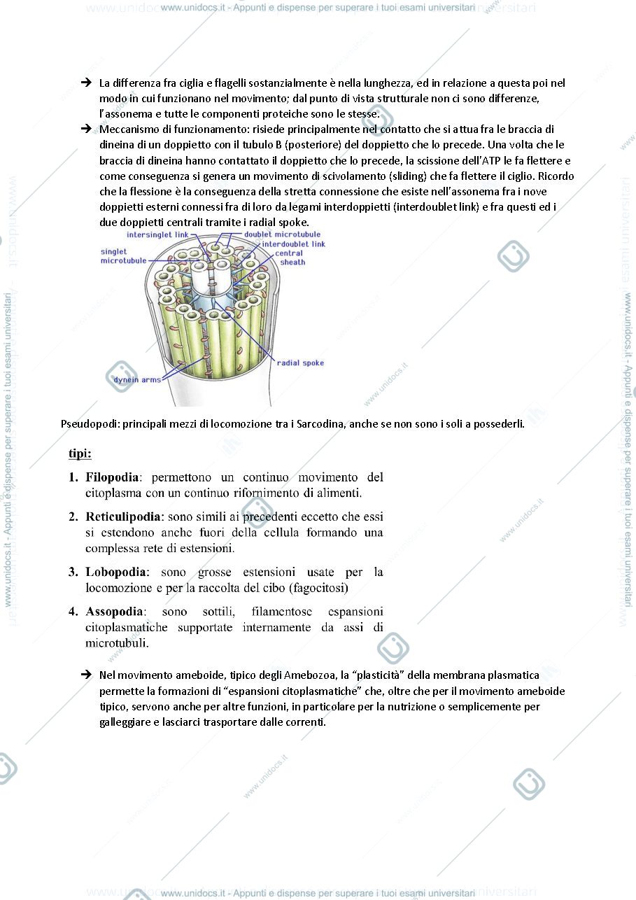 Anteprima pagina 4 — Protisti
